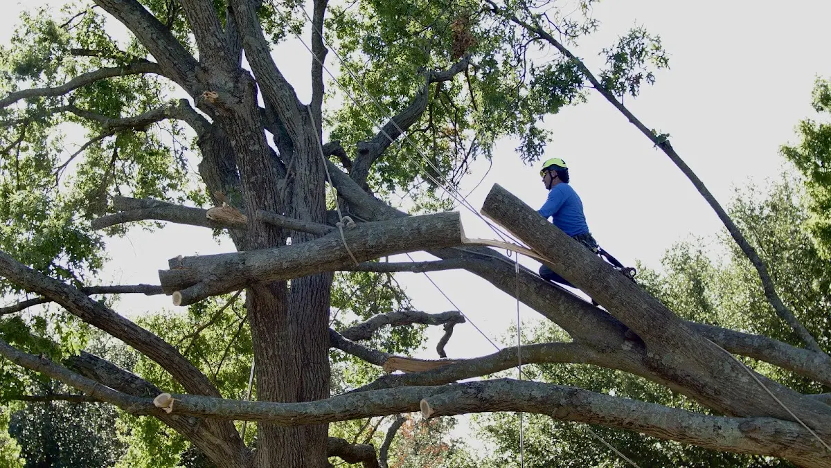 Professional Hazardous Tree Removal performed by certified arborists in Huggins