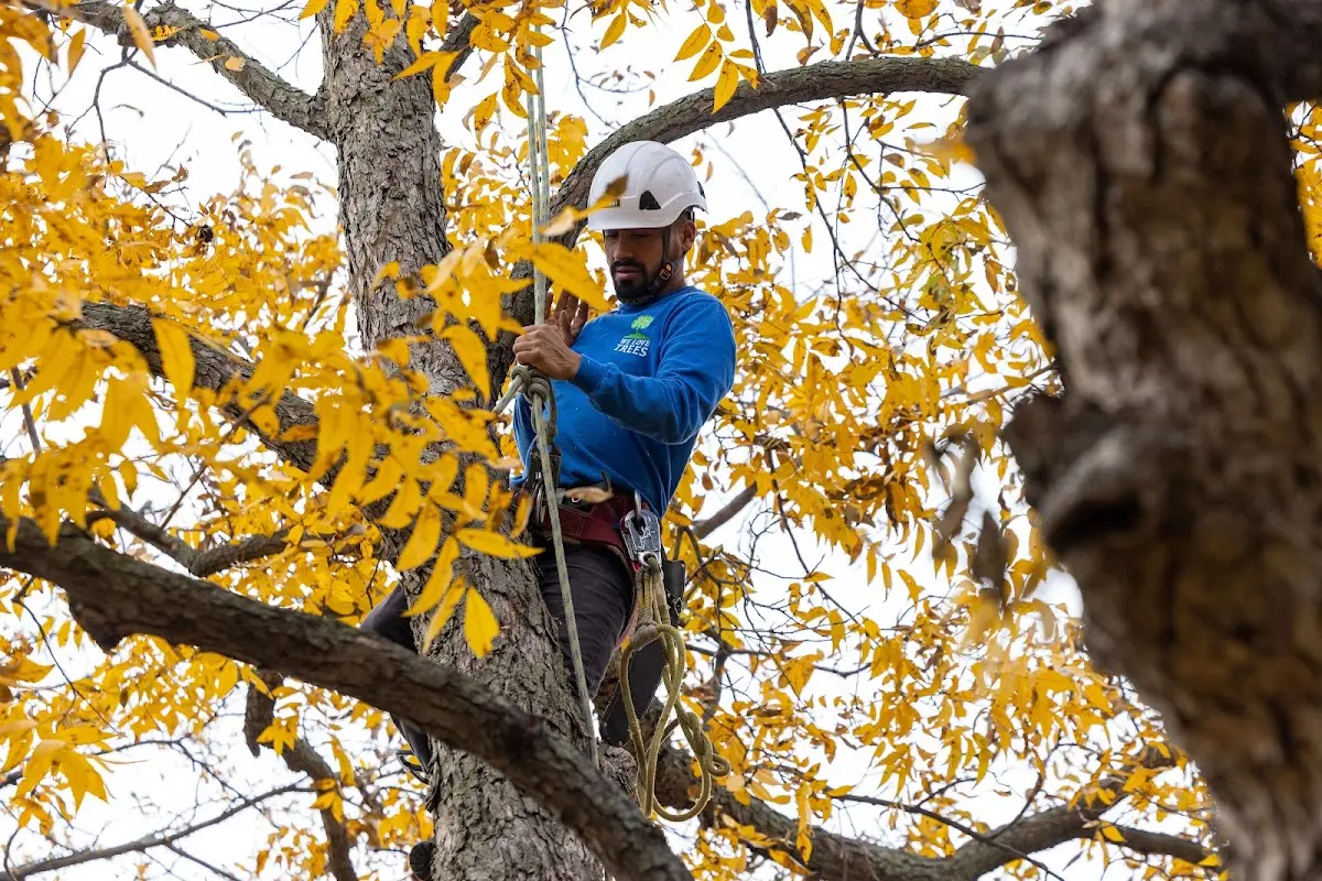 Skilled Tree Planing crew working in Huggins